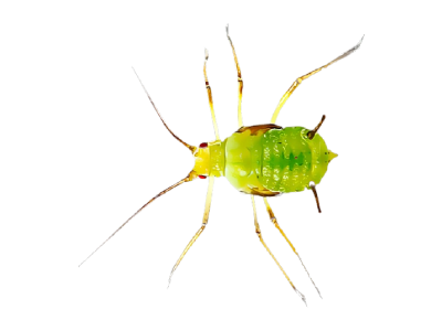 Aphids Treatment in the Cayman Islands