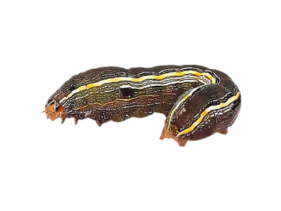 Army Worm Treatment in the Cayman Islands