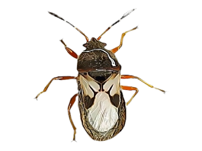 Chinch Bug Treatment in the Cayman Islands