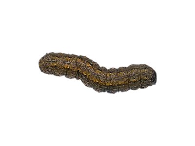 Cutworms Treatment in the Cayman Islands