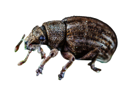 Beetles & Weevils Treatment in the Cayman Islands