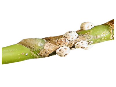 Scale Insects Treatment in the Cayman Islands