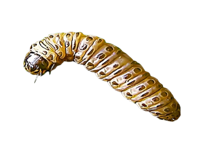 Sod Webworm Treatment in the Cayman Islands