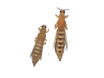 Thrips Treatment in the Cayman Islands