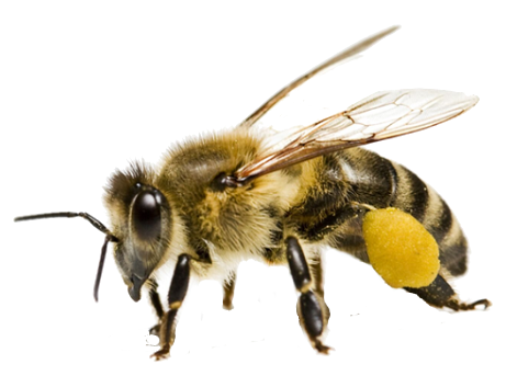 Wasps Treatment in the Cayman Islands