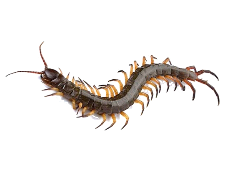 Centipedes Treatment in the Cayman Islands