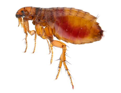 Fleas Treatment in the Cayman Islands