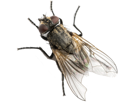 Fly Control Services in the Cayman Islands