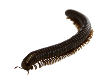 Millipede Treatment