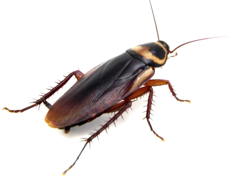 Cockroaches