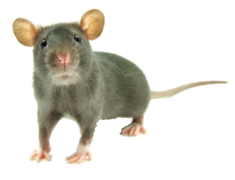 Rodents Treatment in the Cayman Islands