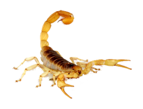 Scorpions Treatment in the Cayman Islands