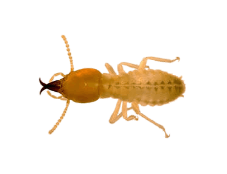 Termites Services in the Cayman Islands