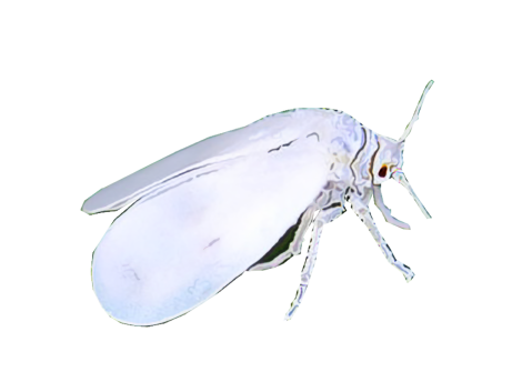 White Fly Treatment in the Cayman Islands