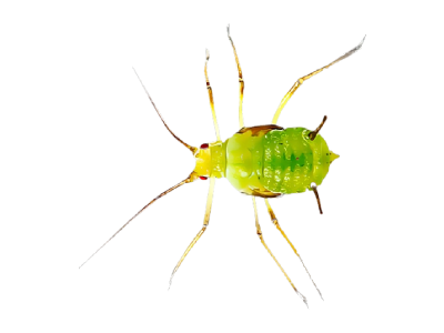 Aphids Treatment in the Cayman Islands