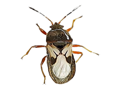 Chinch Bug Treatment in the Cayman Islands