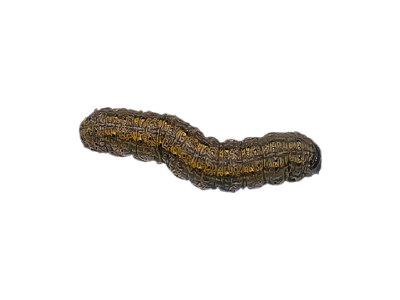 Cutworms Treatment in the Cayman Islands