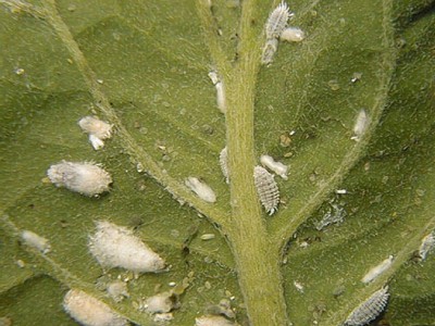 Mealy Bugs Treatment in the Cayman Islands