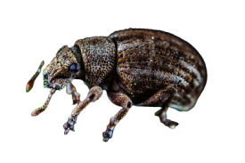 Beetles & Weevils Treatment in the Cayman Islands