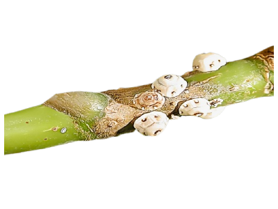 Scale Insects Treatment in the Cayman Islands