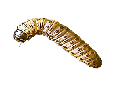 Sod Webworm Treatment in the Cayman Islands