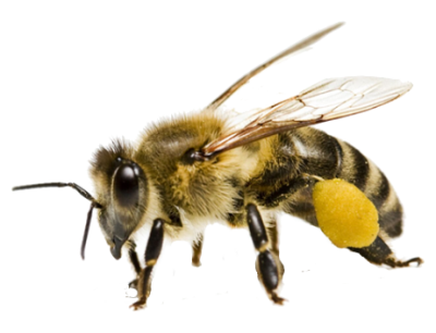 Wasps Treatment in the Cayman Islands