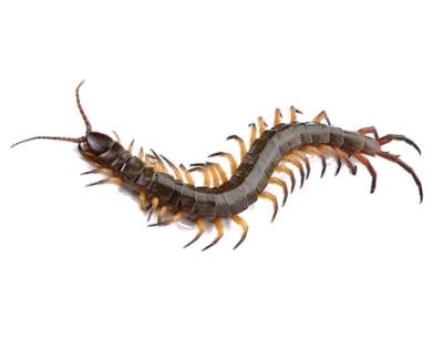 Centipedes Treatment in the Cayman Islands
