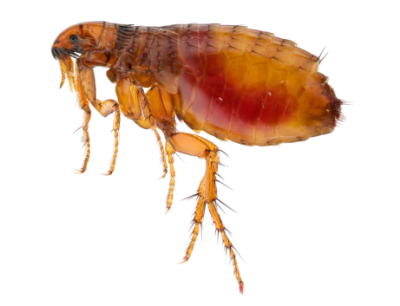 Fleas Treatment in the Cayman Islands