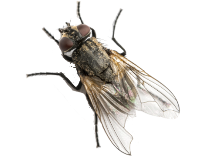 Fly Control Services in the Cayman Islands