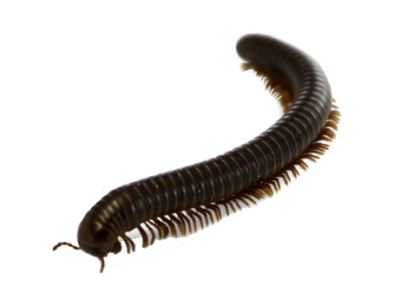 Millipede Treatment