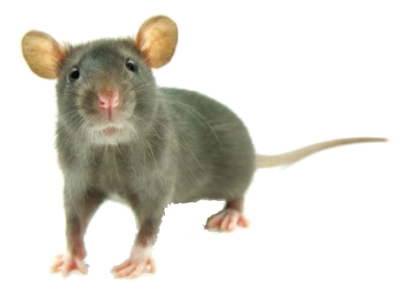 Rodents Treatment in the Cayman Islands