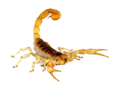 Scorpions Treatment in the Cayman Islands