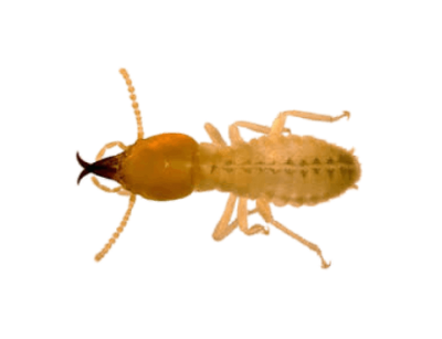 Termites Services in the Cayman Islands