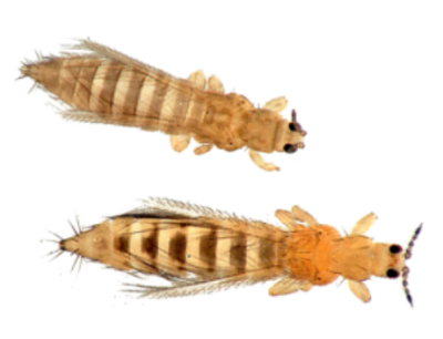 Thrips Treatment in the Cayman Islands