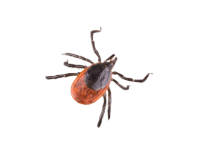 Ticks Treatment in the Cayman Islands