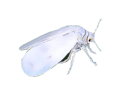 White Fly Treatment in the Cayman Islands