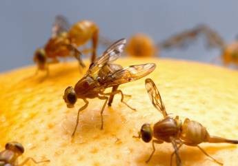 Mosquito Control in Cayman: Best Treatments for Large Properties