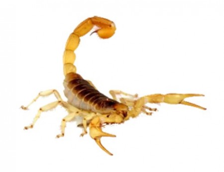 Protecting Your Cayman Home: Specialty Pest Threats (Scorpions, Centipedes & More)