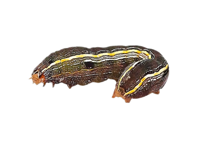 download army worm treatment download army worm treatment