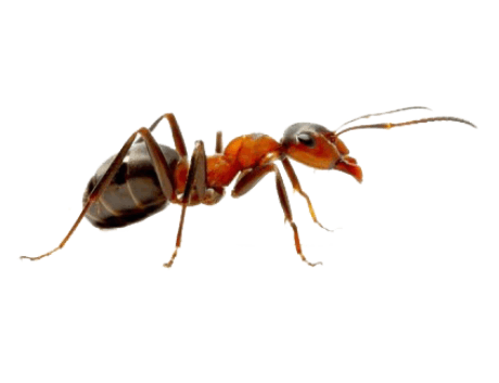 Cayman Insect Ant Control Cayman | Professional Ant Exterminator Services