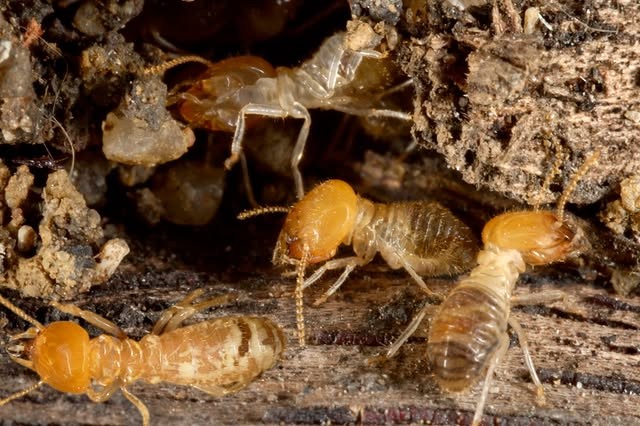 Complete Guide to Termite Inspection in Cayman: What Homeowners Should Know