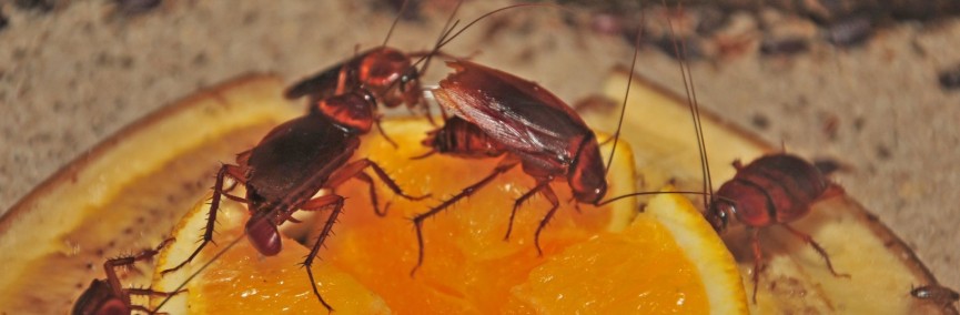Cockroach Control Tips for Cayman Rentals & Hospitality Properties