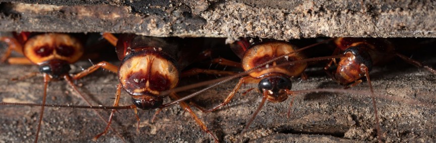 Termite Inspection Cayman: Pre-Dry Season Property Check Guide