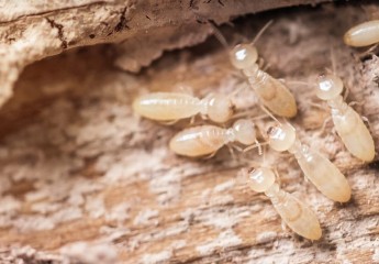 7 Early Signs of Termite Damage in Cayman Homes (Before It’s Too Late)