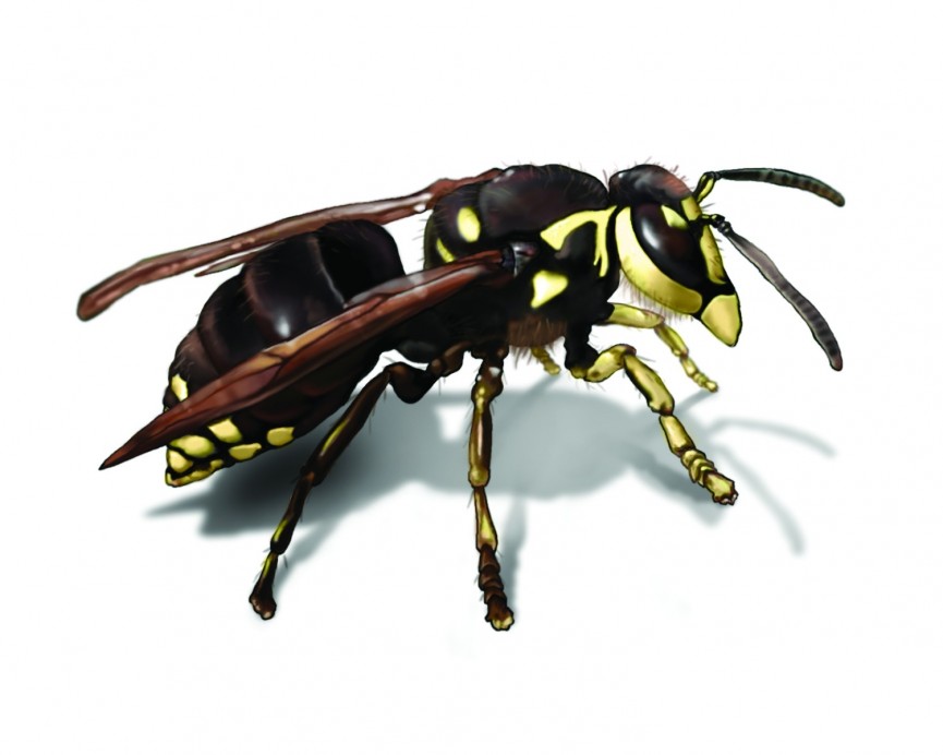 Ant Infestations in Cayman: Causes, Risks & Professional Control Methods