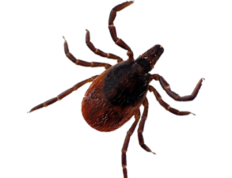 Tick Treatment in Cayman: What Determines How Often You Need It